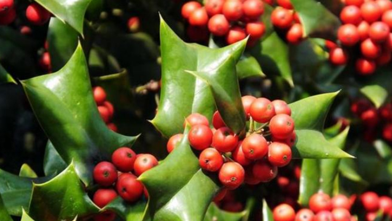 鳥不宿的功效與作用、禁忌和食用方法