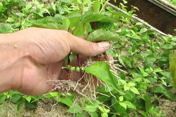 豆腐柴根的功效與作用、禁忌和食用方法