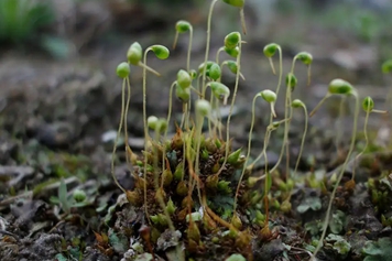 葫蘆蘚的功效與作用、禁忌和食用方法