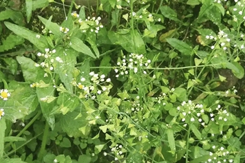 開花薺菜的功效與作用、禁忌和食用方法