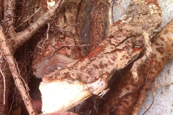 漆樹根的功效與作用、禁忌和食用方法 漆樹根的功效與作用、禁忌和食用方法