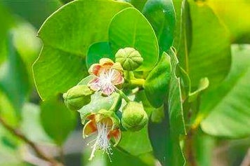 桑花的功效與作用、禁忌和食用方法