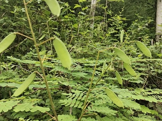 牛王刺的功效與作用、禁忌和食用方法