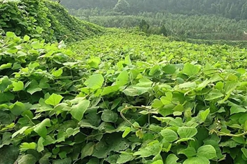 葛根葉子的功效與作用、禁忌和食用方法