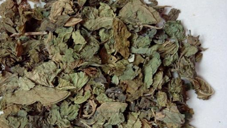 桑葉的功效與作用、禁忌和食用方法