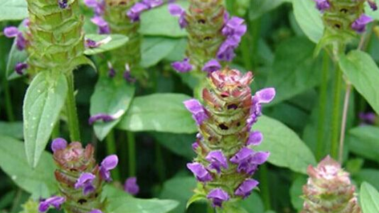 夏枯草的功效與作用、禁忌和食用方法 夏枯草的功效與作用、禁忌和食用方法