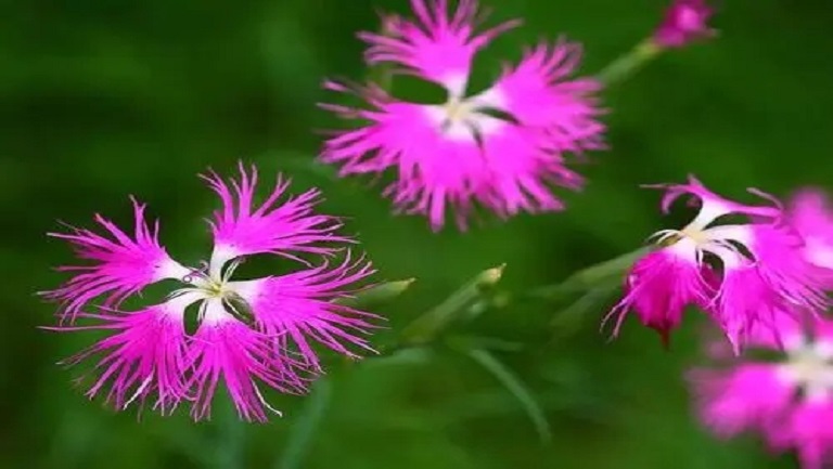 瞿麥的功效與作用、禁忌和食用方法 瞿麥的功效與作用、禁忌和食用方法