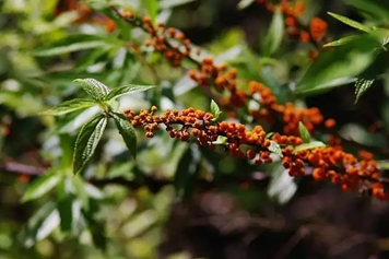 水麻的功效與作用、禁忌和食用方法