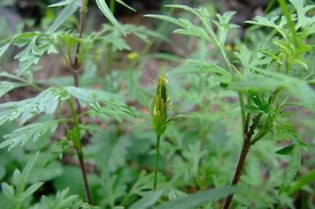 王八叉草的功效與作用、禁忌和食用方法