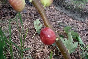 無花果樹枝的功效與作用、禁忌和食用方法