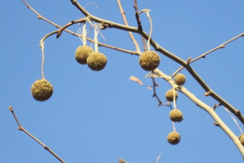 梧桐樹果實的功效與作用、禁忌和食用方法 梧桐樹果實的功效與作用、禁忌和食用方法