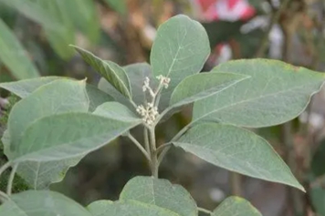 野煙葉根的功效與作用、禁忌和食用方法