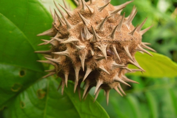 刺果藤的功效與作用、禁忌和食用方法 刺果藤的功效與作用、禁忌和食用方法