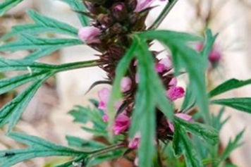 益母草子的功效與作用、禁忌和食用方法