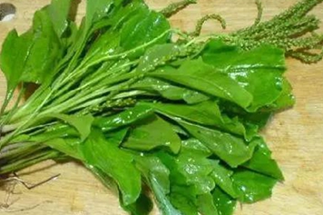 車前草根的功效與作用、禁忌和食用方法