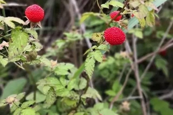 插田泡的功效與作用、禁忌和食用方法