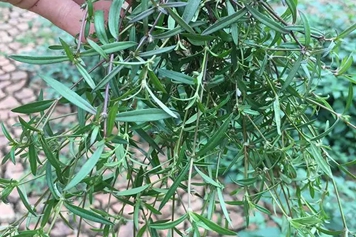 蛇前草的功效與作用、禁忌和食用方法
