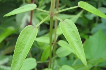 生茜草的功效與作用、禁忌和食用方法