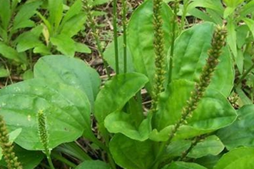 車前草加蜂蜜的功效與作用、禁忌和食用方法