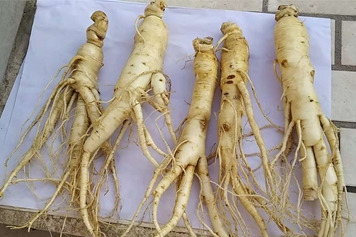 人工人參的功效與作用、禁忌和食用方法