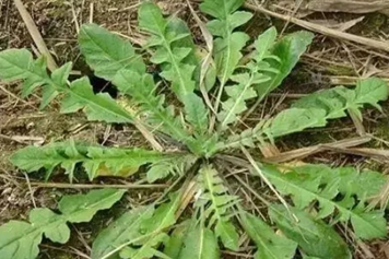 野菜水蘿卜棵的功效與作用、禁忌和食用方法