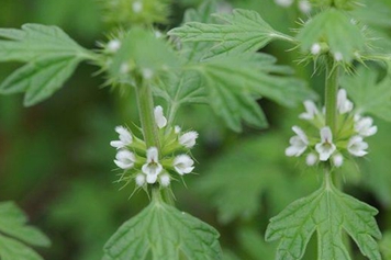 風輪草的功效與作用、禁忌和食用方法