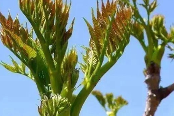 刺老芽樹根的功效與作用、禁忌和食用方法