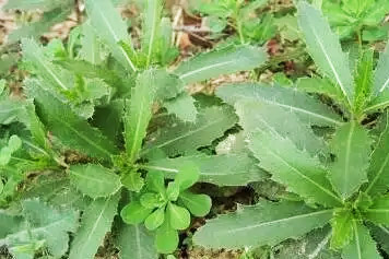 野菜刺金的功效與作用、禁忌和食用方法