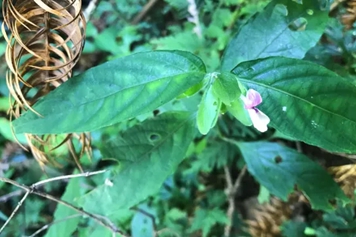 獅子草的功效與作用、禁忌和食用方法