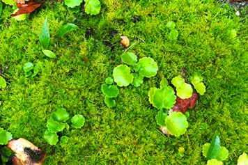 水青苔的功效與作用、禁忌和食用方法