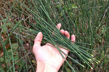 對節草的功效與作用、禁忌和食用方法