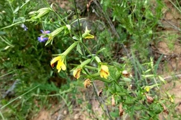 黃花茵陳的功效與作用、禁忌和食用方法