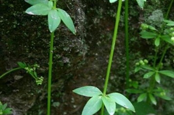 四葉葎的功效與作用、禁忌和食用方法