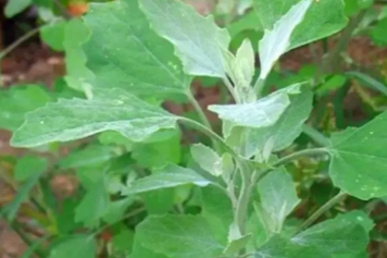 野灰灰菜的功效與作用、禁忌和食用方法