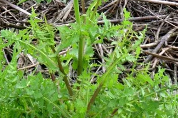 野苦菊菜的功效與作用、禁忌和食用方法