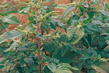 帶刺野莧菜根的功效與作用、禁忌和食用方法