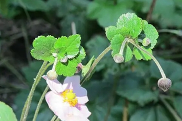 野棉花草的功效與作用、禁忌和食用方法