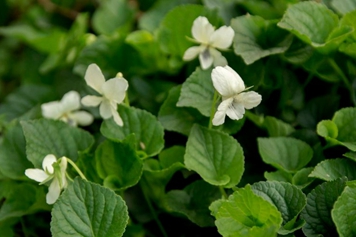 白花堇菜的功效與作用、禁忌和食用方法