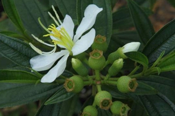 白花野牡丹的功效與作用、禁忌和食用方法