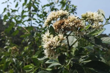 扁桃斑鳩菊的功效與作用、禁忌和食用方法