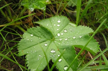 雨點草的功效與作用、禁忌和食用方法