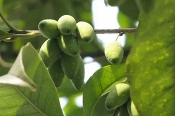 桂花樹上的果子的功效與作用、禁忌和食用方法