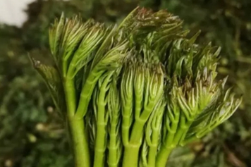 野菜刺老包的功效與作用、禁忌和食用方法