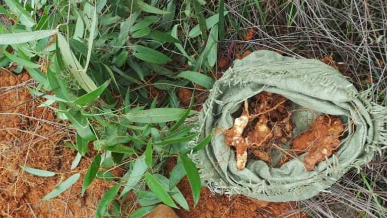 仙遺糧的功效與作用、禁忌和食用方法