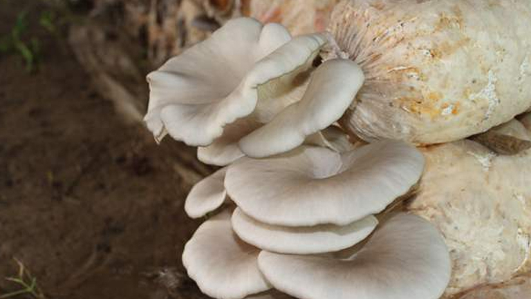 北芪菇的功效與作用、禁忌和食用方法