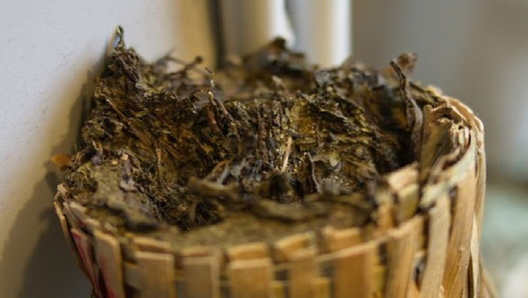 百兩茶的功效與作用、禁忌和食用方法
