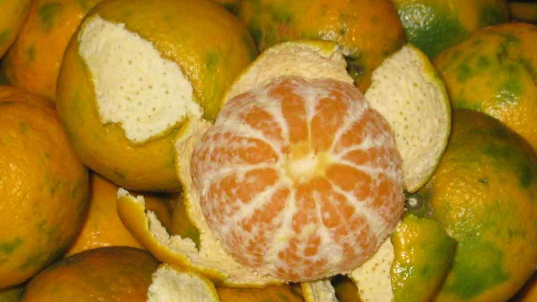 桔子皮泡水喝的功效與作用、禁忌和食用方法