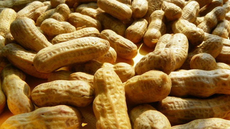 水煮花生的功效與作用、禁忌和食用方法