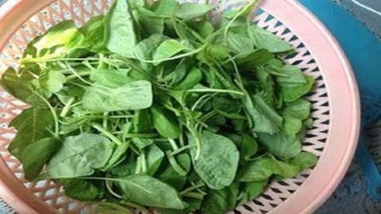 米莧菜的功效與作用、禁忌和食用方法