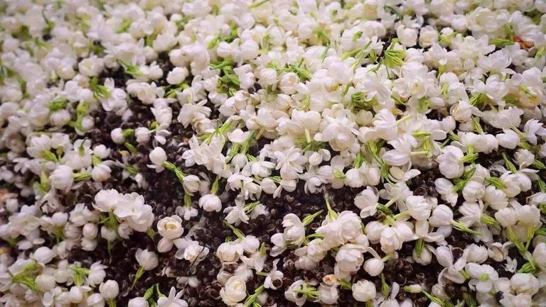 茉莉花的功效與作用、禁忌和食用方法